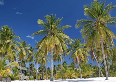 Isla Saona is one of the most famous excursions in the Dominican Republic
